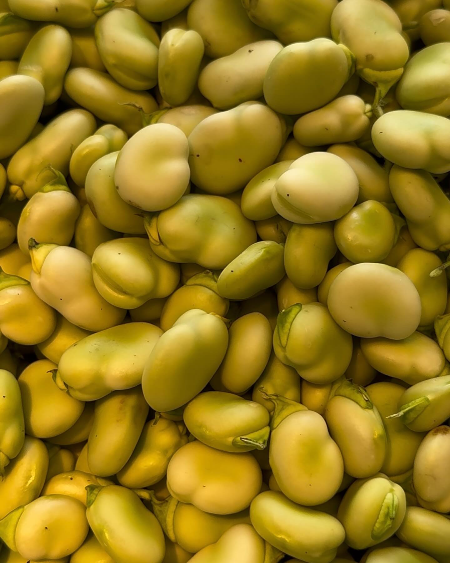 Event flyer: Fresh Green Fava Beans