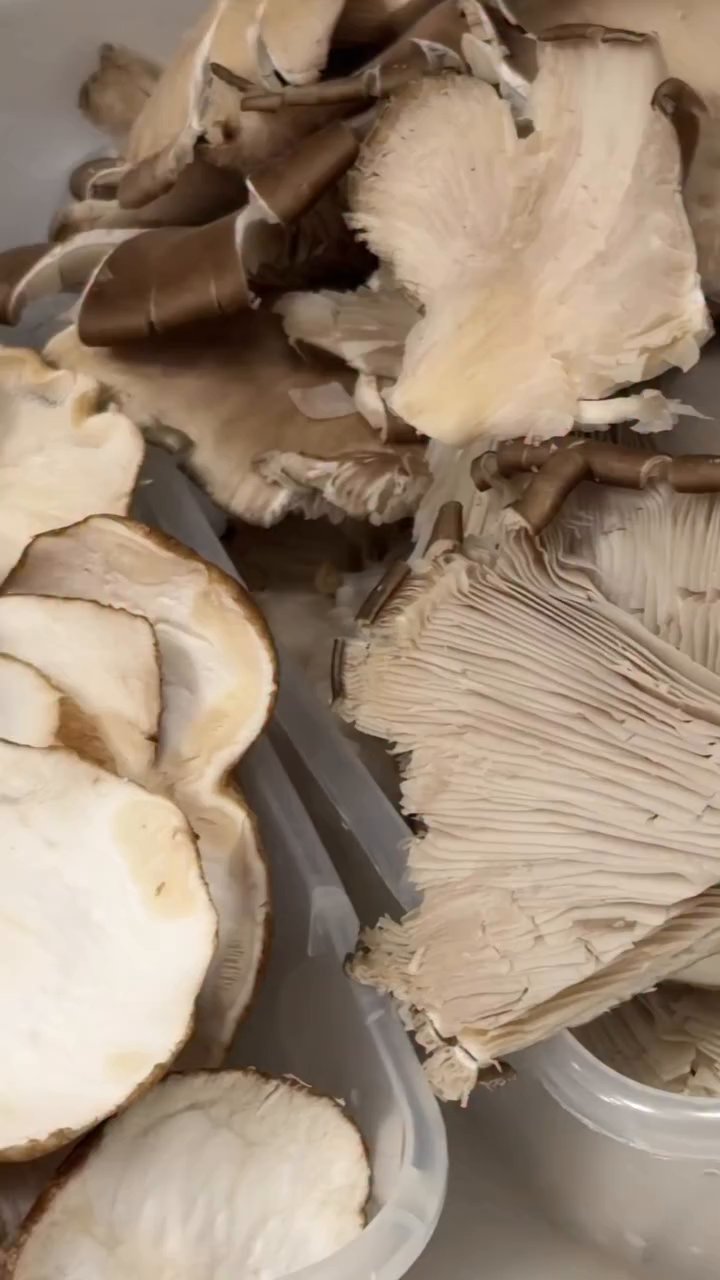 Event flyer: Take your mushrooms