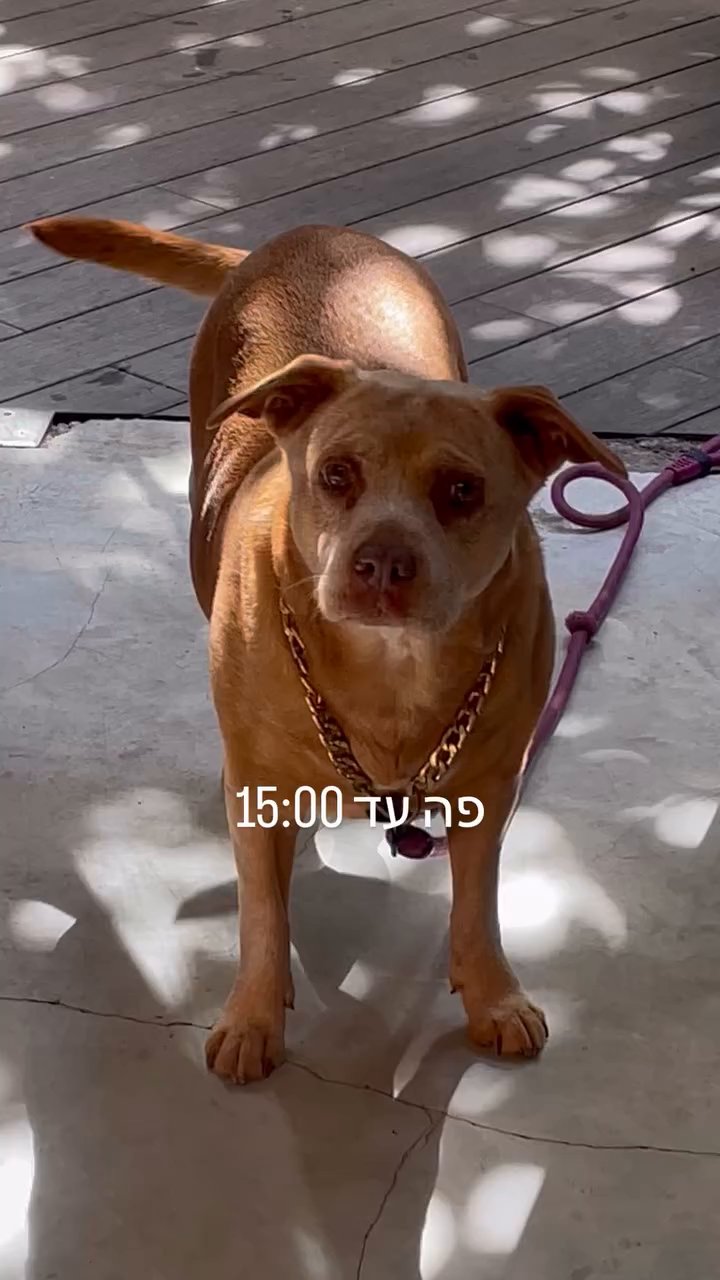 Event flyer: Pets allowed from 15:00