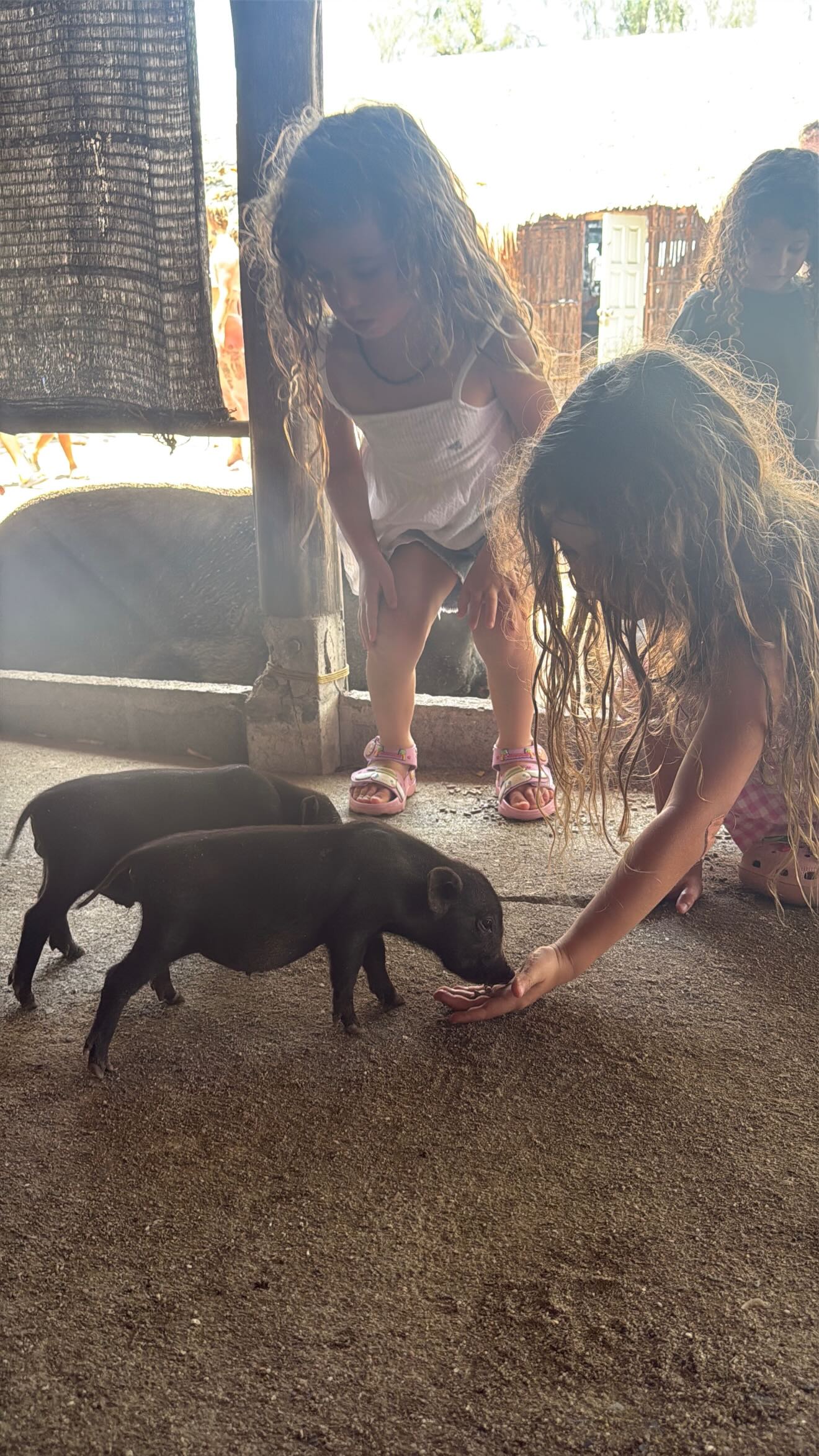 Event flyer: Children interacting with piglets