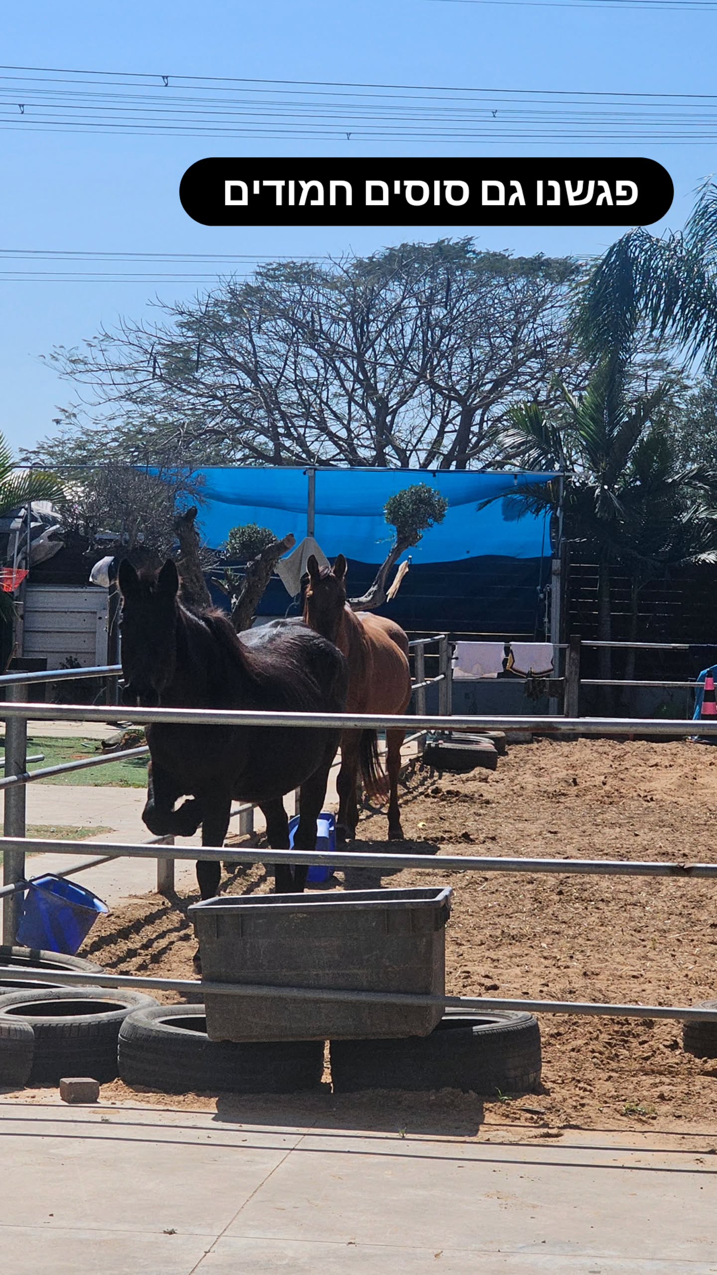 Event flyer: Two horses in a stable