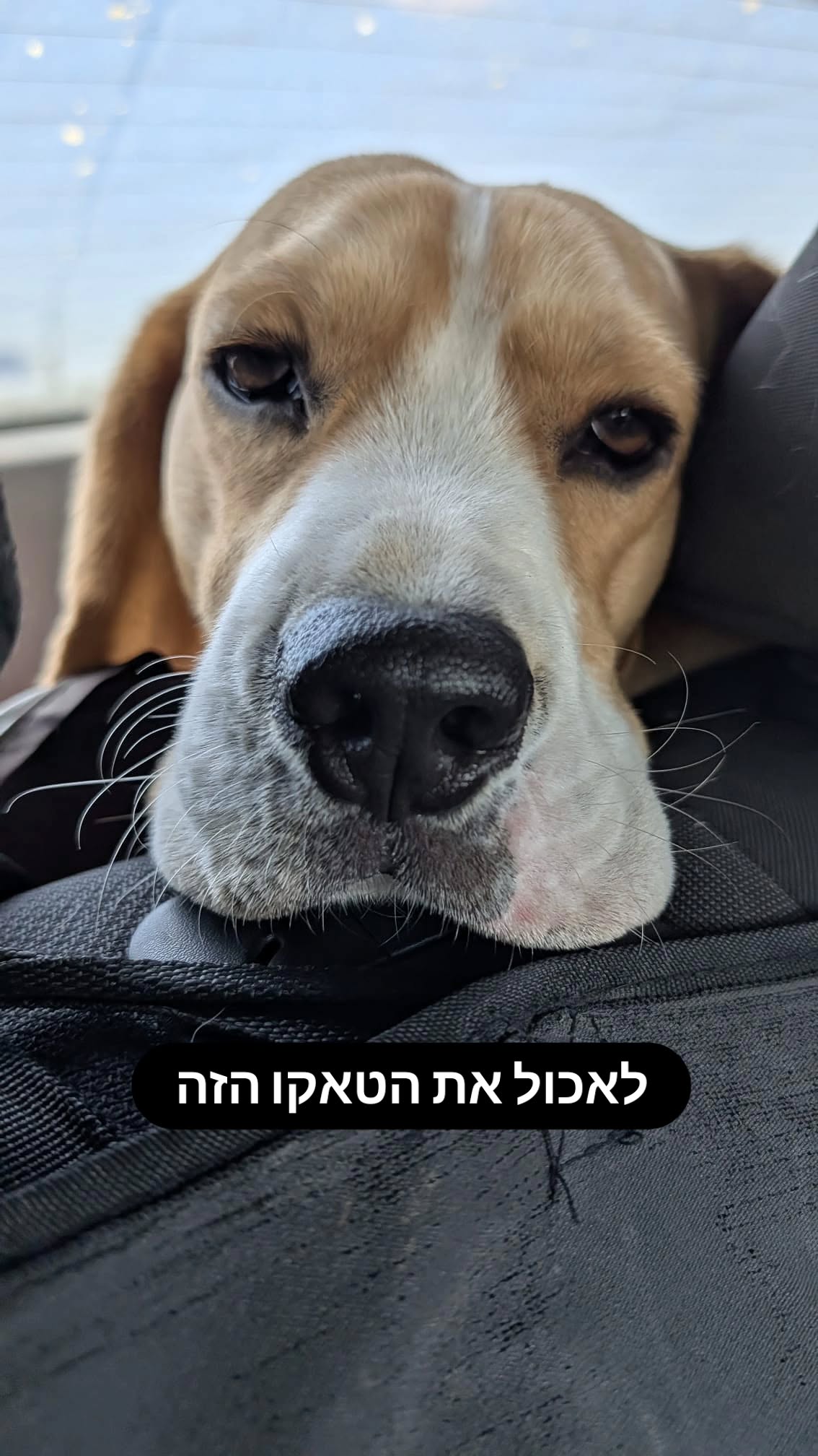 Event flyer: Dog in car